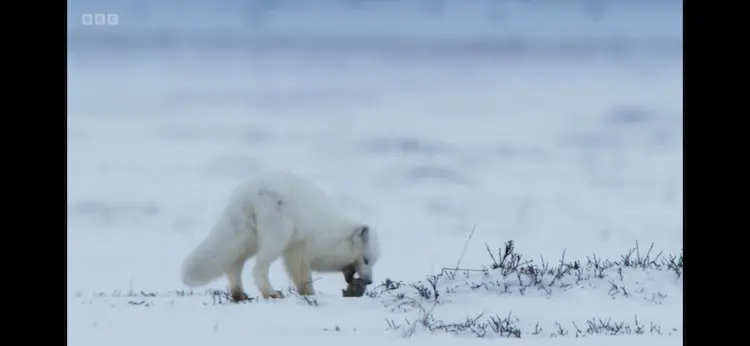 Arctic fox (Vulpes lagopus) as shown in Frozen Planet II - Frozen Lands